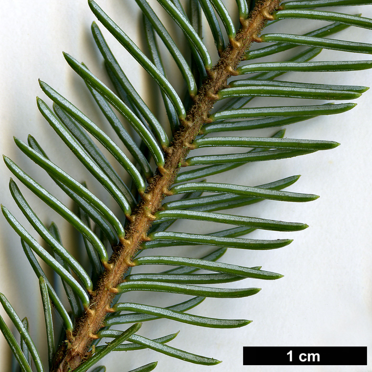 High resolution image: Family: Pinaceae - Genus: Picea - Taxon: ×mariorika (P.mariana × P.omorika)